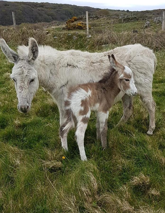 Granny Dens Villa Donegal Town ภายนอก รูปภาพ